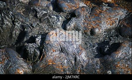 La corteccia di albero bruciata dagli alberi nella palude di Goblin, Pemberton. Foto Stock