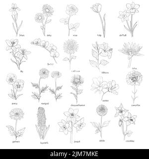 Flora set, fiori disegnati a mano nero su bianco, illustrazione vettoriale. Illustrazione Vettoriale