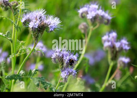 Flowering Lacy phacelia, Phacelia tanacetifolia, spesso usato come pianta di ape o coltura di copertura, con un Bumblebee, insetto impollinatore di Bombus spp.. Foto Stock