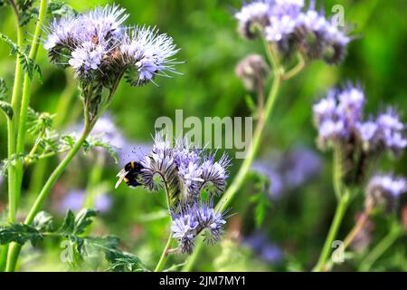 Flowering Lacy phacelia, Phacelia tanacetifolia, spesso usato come pianta di ape o coltura di copertura, con un Bumblebee, insetto impollinatore di Bombus spp.. Foto Stock