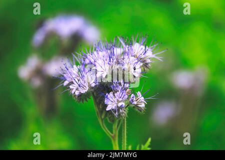 Fioritura Lacy phacelia, Phacelia tanacetifolia, spesso utilizzato come pianta di api o di copertura coltivare in campo in estate. Dof poco profonda. Foto Stock