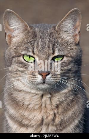 Gatto che guarda Foto Stock