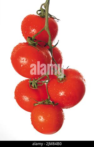 Pomodori maturi sul ramo verde Foto Stock