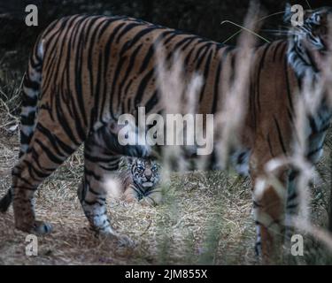 Un cucciolo di tigre vigile tiene d'occhio la madre. Foto Stock