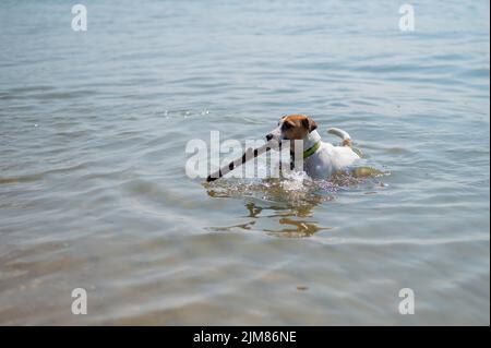Il cane nuota con un bastone in bocca Foto Stock