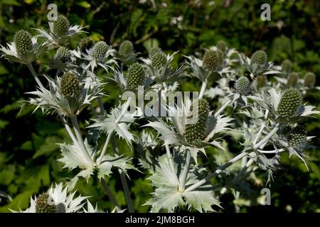 Primo piano di apiaceae mare agrifoglio perenne Thistle eryngium giganteum fiore fiori che crescono in un cottage giardino confine in estate Inghilterra Regno Unito Gran Bretagna Foto Stock