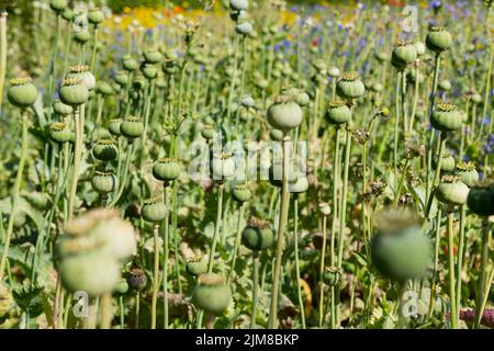 Primo piano di semi di papavero verde teste papavero semi papaveri o mais papavero fiori selvatici che crescono in un campo in estate Inghilterra UK Foto Stock