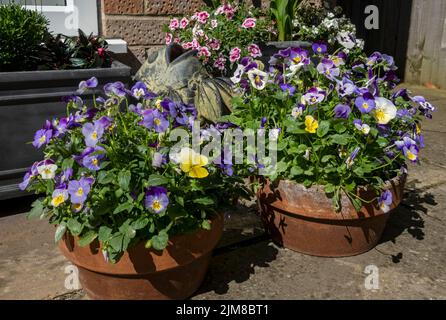 Primo piano di viole miste pansie fiori fioriti di pansia che crescono in vasi d'argilla su un patio in estate Inghilterra Regno Unito Regno Unito Gran Bretagna Foto Stock