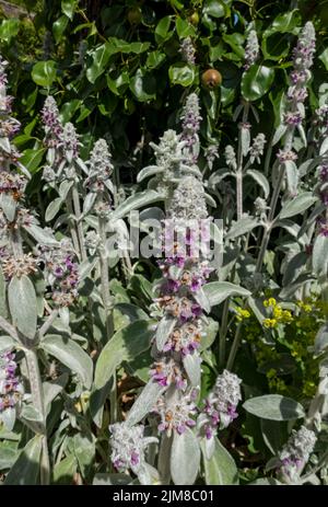 Primo piano di fiori di agnello "Silver Carpet" (Stachys byzantina) in piante da giardino cottage in estate Inghilterra Regno Unito Regno Unito Gran Bretagna Foto Stock