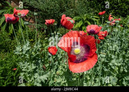 Primo piano di papaveri rossi fiori fiori e teste di semi verdi che crescono in un confine in giardino estivo Inghilterra GB Gran Bretagna Foto Stock