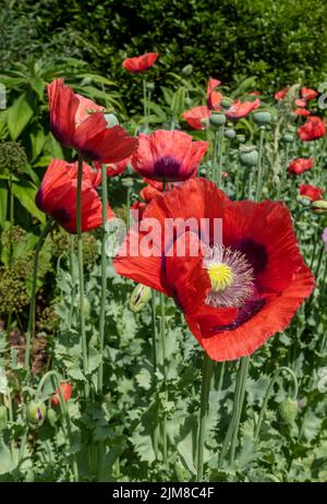 Primo piano di papaveri rossi fiori fiori e teste di semi verdi che crescono in un confine in giardino estivo Inghilterra GB Gran Bretagna Foto Stock