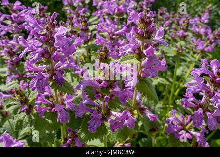 Primo piano di betonica stachys macrantha viola mauve fiori fiore in un cottage giardino confine in estate Inghilterra GB Gran Bretagna Foto Stock