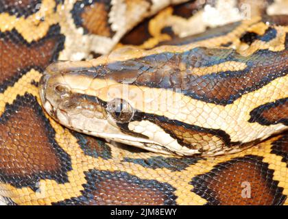 Testa di serpente di Boa da vicino Foto Stock