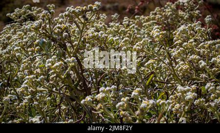 Edelweiss fiori dalla montagna indonesiana, sud-est asiatico Foto Stock