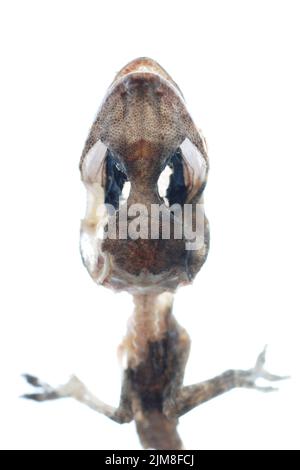 Cranio geco morto Foto Stock