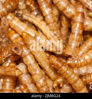 Worm pasto giallo Foto Stock