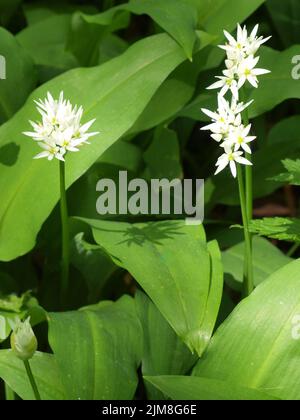 Legno - aglio Allium ursinum Foto Stock