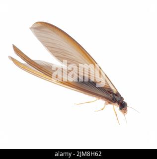 Formica bianca termite isolata su bianco Foto Stock