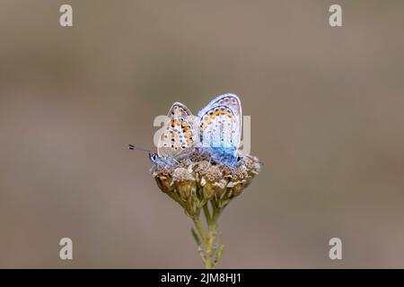 Piccola coppia farfalla sul fiore, blu bordati d'argento, Plebejus argus Foto Stock