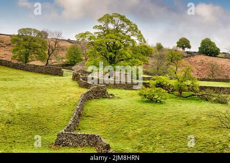 Un tipico paesaggio murario a secco nello Yorkshire Dales, con splendidi alberi di verde primaverile. Foto Stock