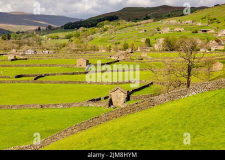 Tipico paesaggio delle valli dello Yorkshire a Swaledale, con fienili, pecore e muri di pietra a secco. Foto Stock