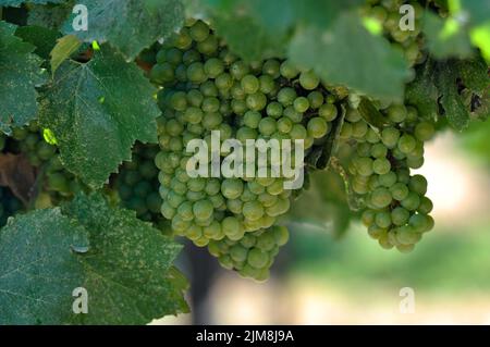 Macro primo piano di un pacchetto di pennelli/pennelli per pittura di  artisti con setole naturali pulite su uno sfondo scuro riflettente Foto  stock - Alamy