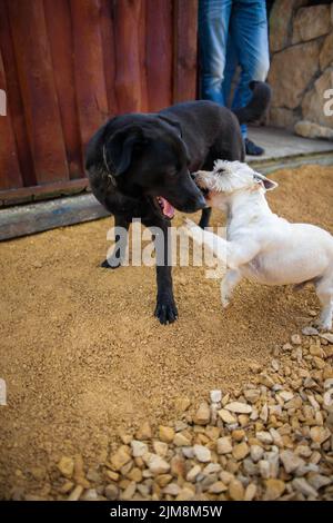 Due cani gioco lotta in cortile Dog lotta in esterno piccolo cane attacco cane più grande Foto Stock