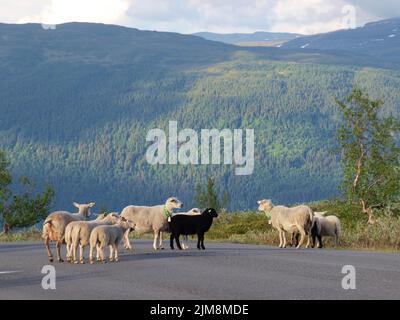 Pecore sul passo di korgfjell in Norvegia, Mo i Rana Foto Stock