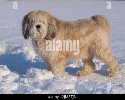 Tibetan Terrier - cane maschio Foto Stock