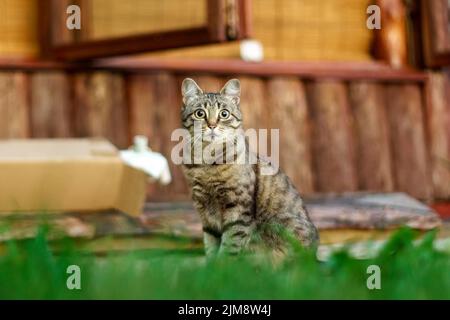 Ritratto di gatto. Il gatto Tabby tricolore si trova in giardino e guarda la macchina fotografica. Gatto in natura. Foto Stock