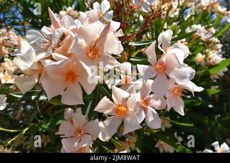 I fiori di oleandro di colore arancio chiaro (nome latino: Nerium oleandro), più comunemente conosciuti come oleandro o nerio, sono un arbusto ornamentale o un piccolo albero Foto Stock