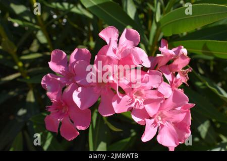 I fiori rosa di oleandro (nome latino: Nerium oleandro), più comunemente conosciuti come oleandro o nerio, sono un arbusto ornamentale o un piccolo albero coltivato Foto Stock