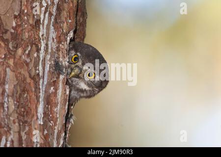 Gufo di pygmy (eurasiatico) Foto Stock