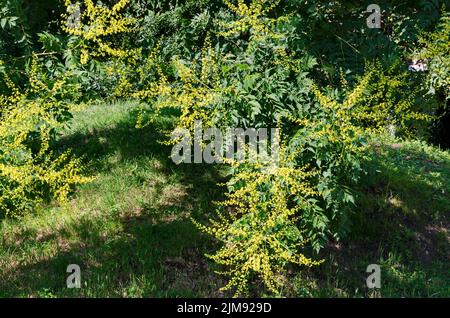 Ramoscello con foglie e fiore di un albero celeste o Ailanthus altissima, Sofia, Bulgaria Foto Stock