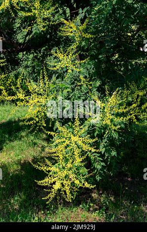 Ramoscello con foglie e fiore di un albero celeste o Ailanthus altissima, Sofia, Bulgaria Foto Stock