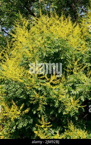 Ramoscello con foglie e fiore di un albero celeste o Ailanthus altissima, Sofia, Bulgaria Foto Stock