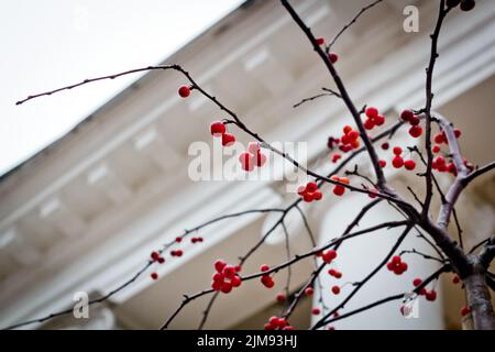 Bacche rosse su uno sfondo di architettura antica Foto Stock