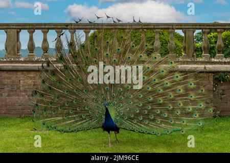 Indian Peafowl visualizzati al castello di Powis, vicino a Welshpool, Powys, Galles Foto Stock