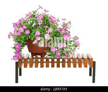 Petunia rosa fiori in vaso su panca di legno isolato su sfondo bianco. Foto Stock