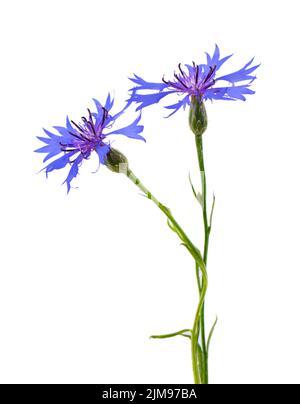 Fiori porpora knappweed isolati su sfondo bianco. Erba di girasole azzurra o fiore di bottoni di bachelor Foto Stock
