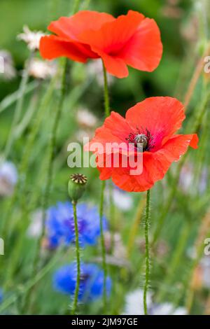 Due papaveri comuni / papavero di mais / papavero di campo / papavero Fiandre / papavero rosso (Papaver roeas) in fiore tra gli altri fiori selvatici in pascolo / prato Foto Stock