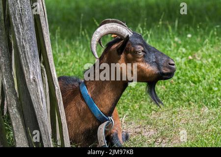 Capra domestica allo zoo di animali domestici / fattoria per bambini Foto Stock