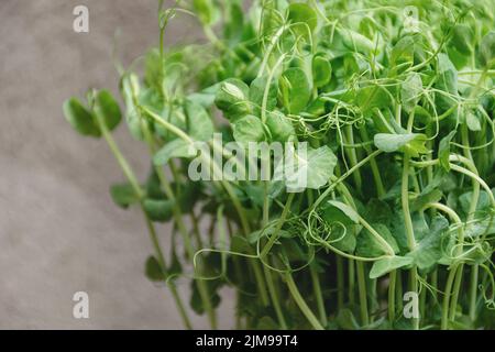 Fuoco selettivo morbido il pisello verde microgreen germogli su uno sfondo grigio della parete del mattone. Concetto di vegano e cibo sano. Germinazione di semi a casa. Co Foto Stock