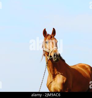 Cavallo in piedi sul campo da solo Foto Stock