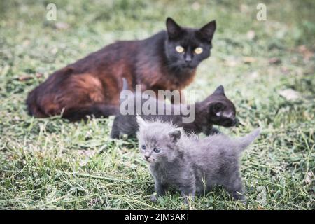 Gatto con i suoi due gattini insieme nel giardino Foto Stock