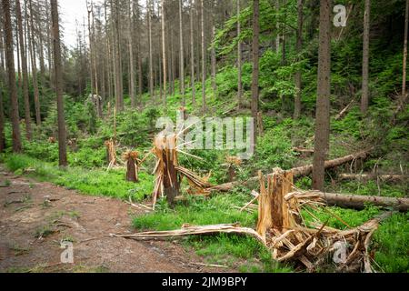 Alberi spezzati dalla base del tronco nel Parco Nazionale della Svizzera Boema, in Cechia Foto Stock