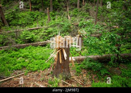 Alberi spezzati dalla base del tronco nel Parco Nazionale della Svizzera Boema, in Cechia Foto Stock