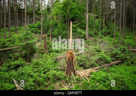 Alberi spezzati dalla base del tronco nel Parco Nazionale della Svizzera Boema, in Cechia Foto Stock