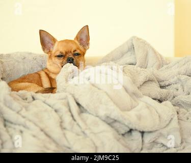 Cane chihuahua rosso su sfondo beige. Foto Stock