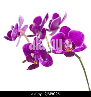 Ramoscello di orchidea viola isolato su sfondo bianco. Foto Stock